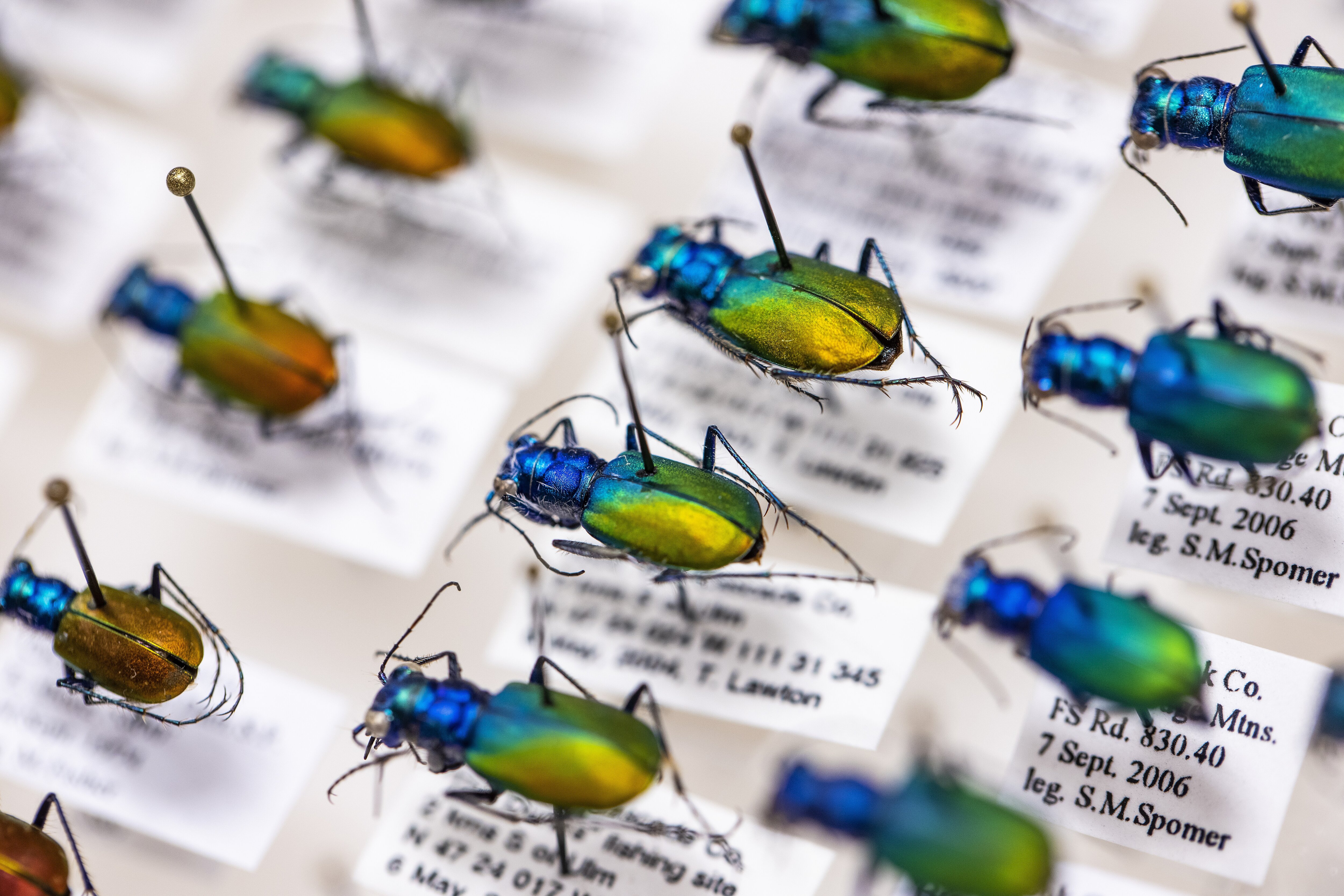 Image of arthropods pinned to a board and classified