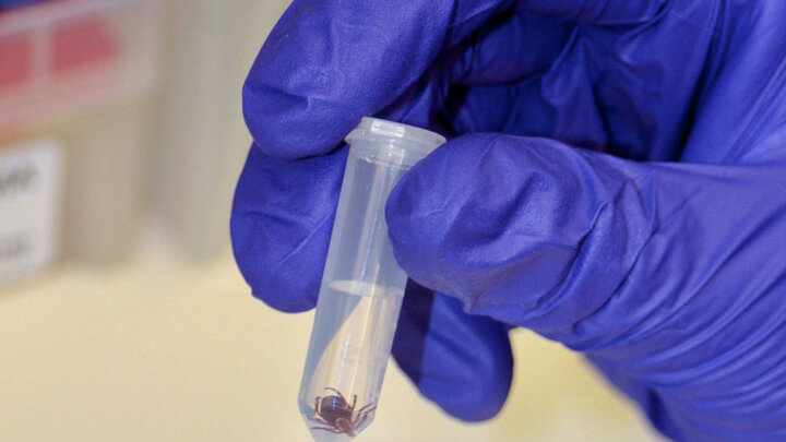 Gloved hand holding a small tube of solution with a tick inside