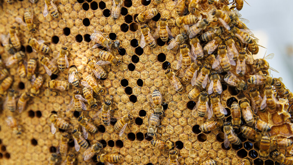 closeup of a swarm of bees on a honeycomb frame