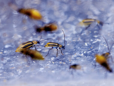 close up of arthropods on a blue surface