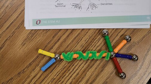 A human neuron modeled out of colorful magnetic sticks and spheres, with a coiled piece of green pipe cleaner representing the neuron's myelin sheath. A sheet of paper next to the model depicts a drawing of a neuron with labeled parts: myelin, soma, neurotransmitters, axon, axon terminal, and dendrites..