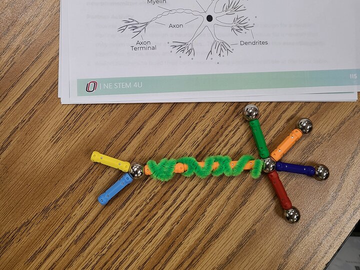 A human neuron modeled out of colorful magnetic sticks and spheres, with a coiled piece of green pipe cleaner representing the neuron's myelin sheath. A sheet of paper next to the model depicts a drawing of a neuron with labeled parts: myelin, soma, neurotransmitters, axon, axon terminal, and dendrites..