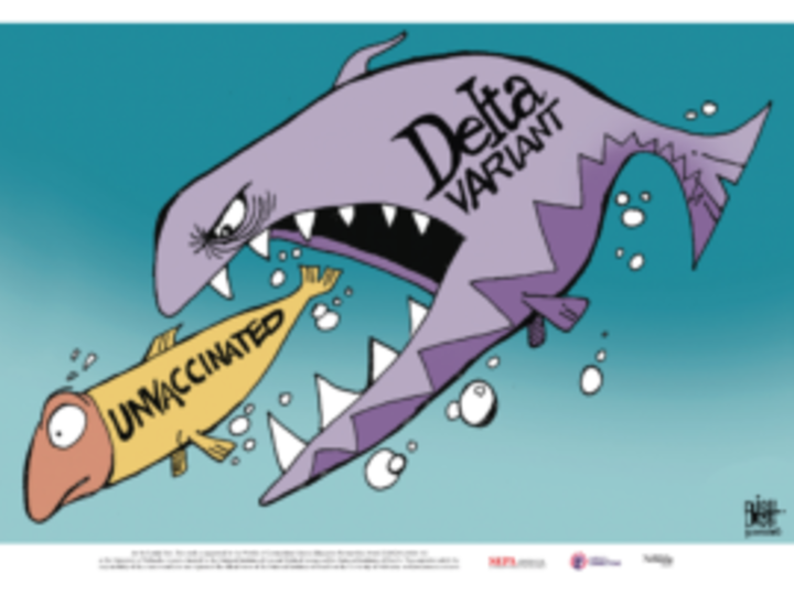 Large purple cartoon fish labeld “Delta variant” is about to devour a smaller, frightened orange fish labeled “unvaccinated.”