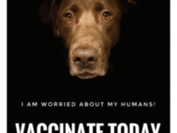 Photograph of sad-looking chocolate lab dog’s face emerging from black background looking directly at viewer. In white, all capital letters: “I am worried about my humans!” Much larger, in white, all caps: “Vaccinate today”