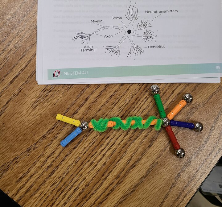A human neuron modeled out of colorful magnetic sticks and spheres, with a coiled piece of green pipe cleaner representing the neuron's myelin sheath. A sheet of paper next to the model depicts a drawing of a neuron with labeled parts: myelin, soma, neurotransmitters, axon, axon terminal, and dendrites..