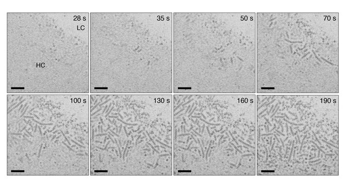 Microscopy of the self-assembly of branched nanocrystals