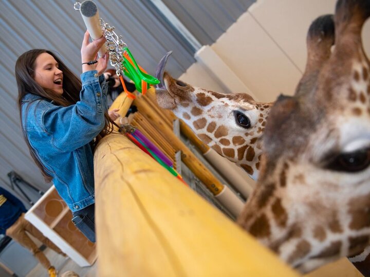 Giraffe
