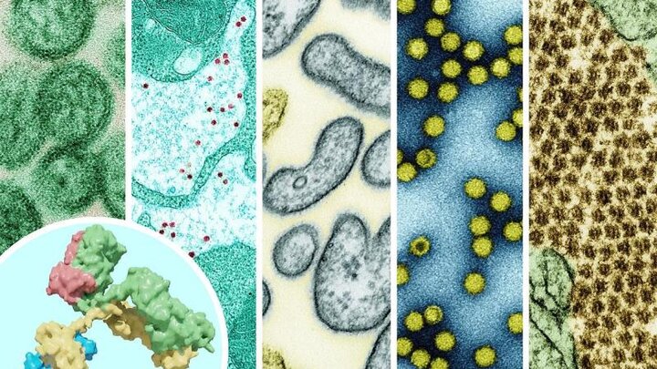 The ReVAMPP network will support monoclonal antibody and vaccine research on pathogens from many different groups of viruses, including those shown here: hantavirus, yellow fever virus, Nipah virus, picornavirus, and Chikungunya. NIAID