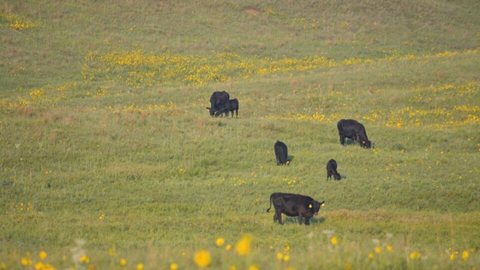 Cows grazing in a field.