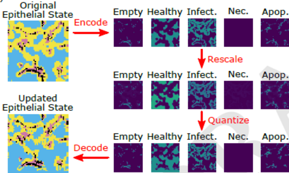  Personalizing computational models to construct medical digital twins Adam C. Knapp, Daniel A. Cruz, Borna Mehrad, Reinhard C. Laubenbacher bioRxiv 2024.05.31.596692; doi: https://doi.org/10.1101/2024.05.31.596692 