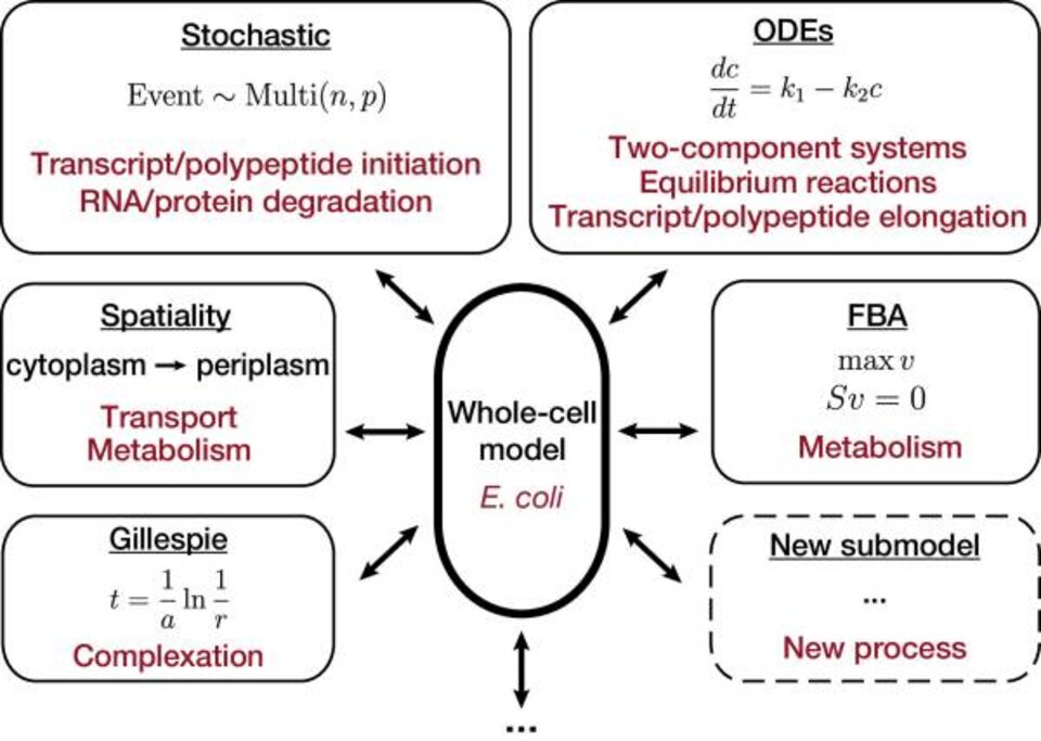 Whole-cell modeling project for E. Coli. EColi Model Covert
