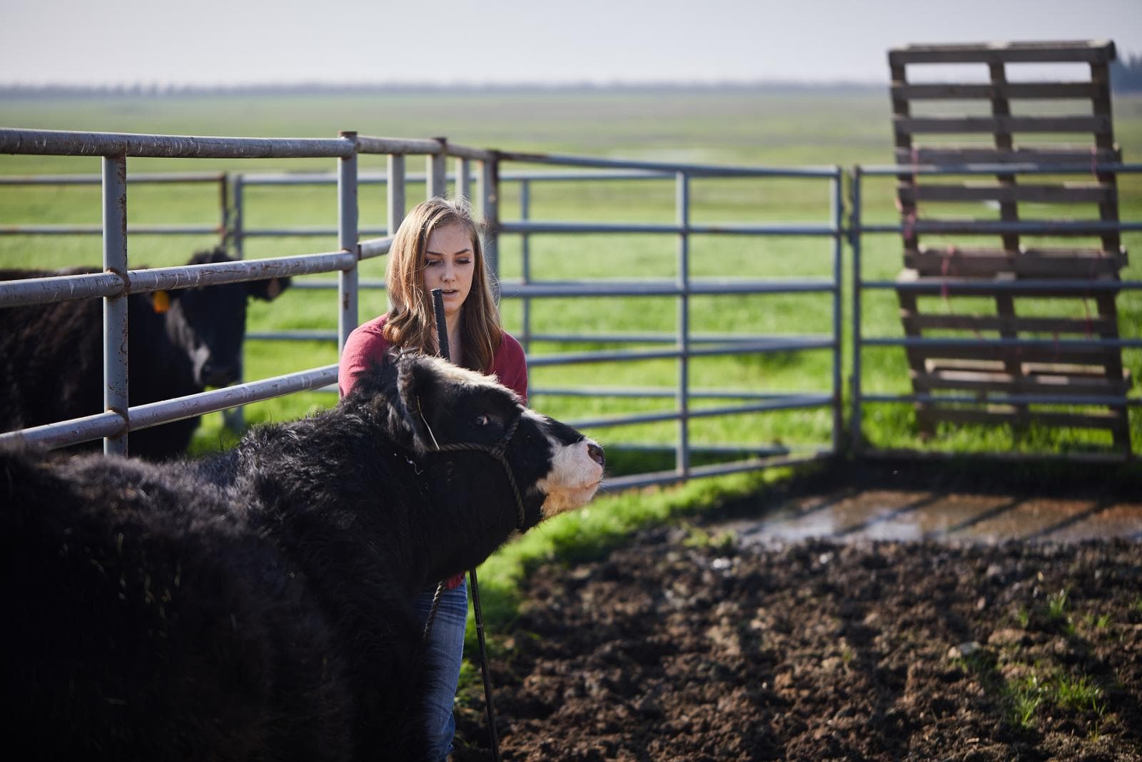 Youth working with cattle for a fed steer challenge