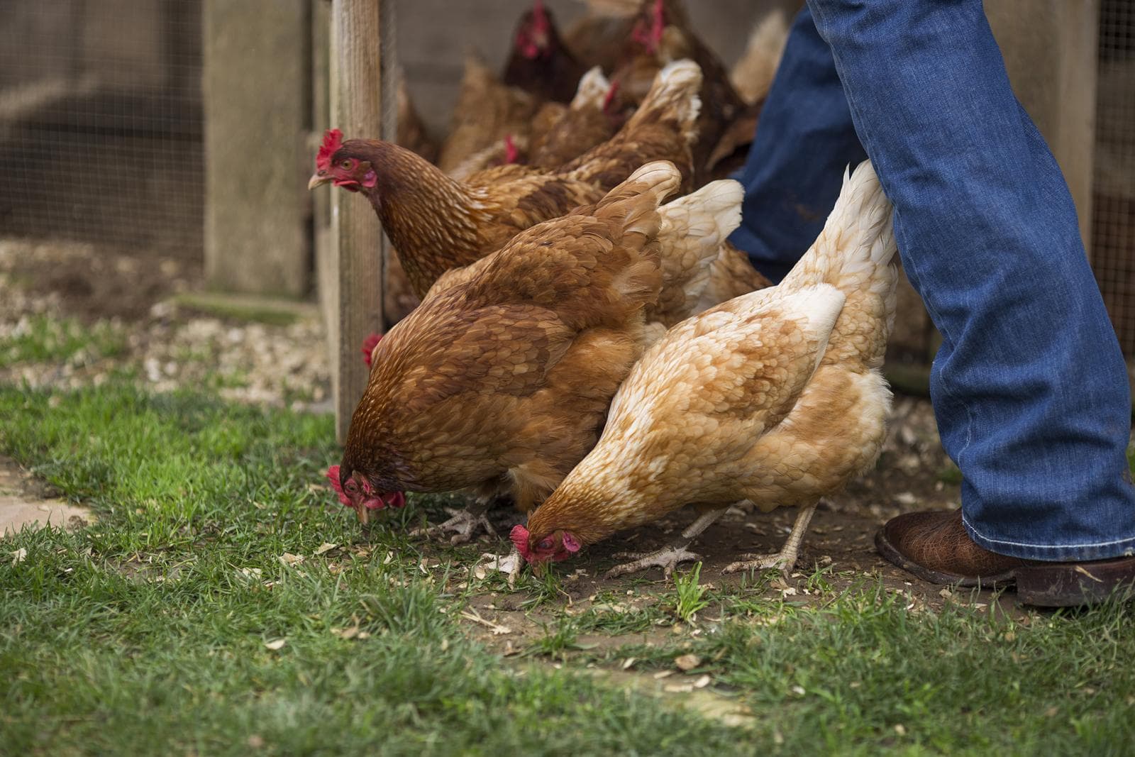 Poultry livestock program