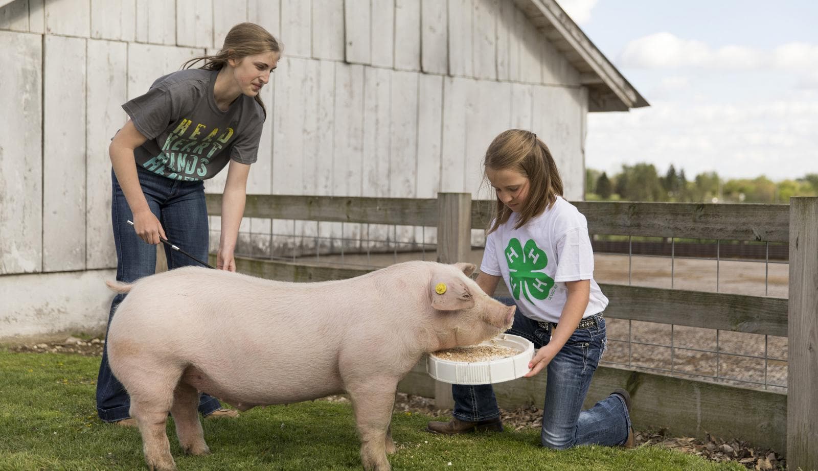 Youth working with swine