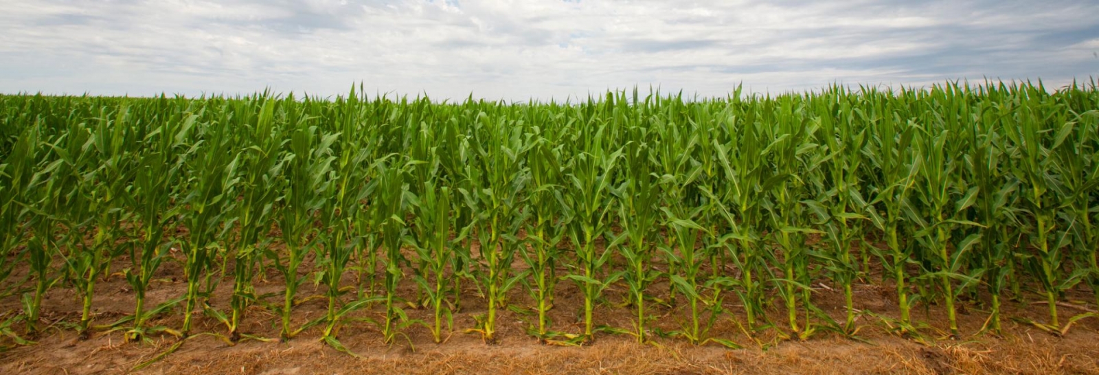 Rows of corn.