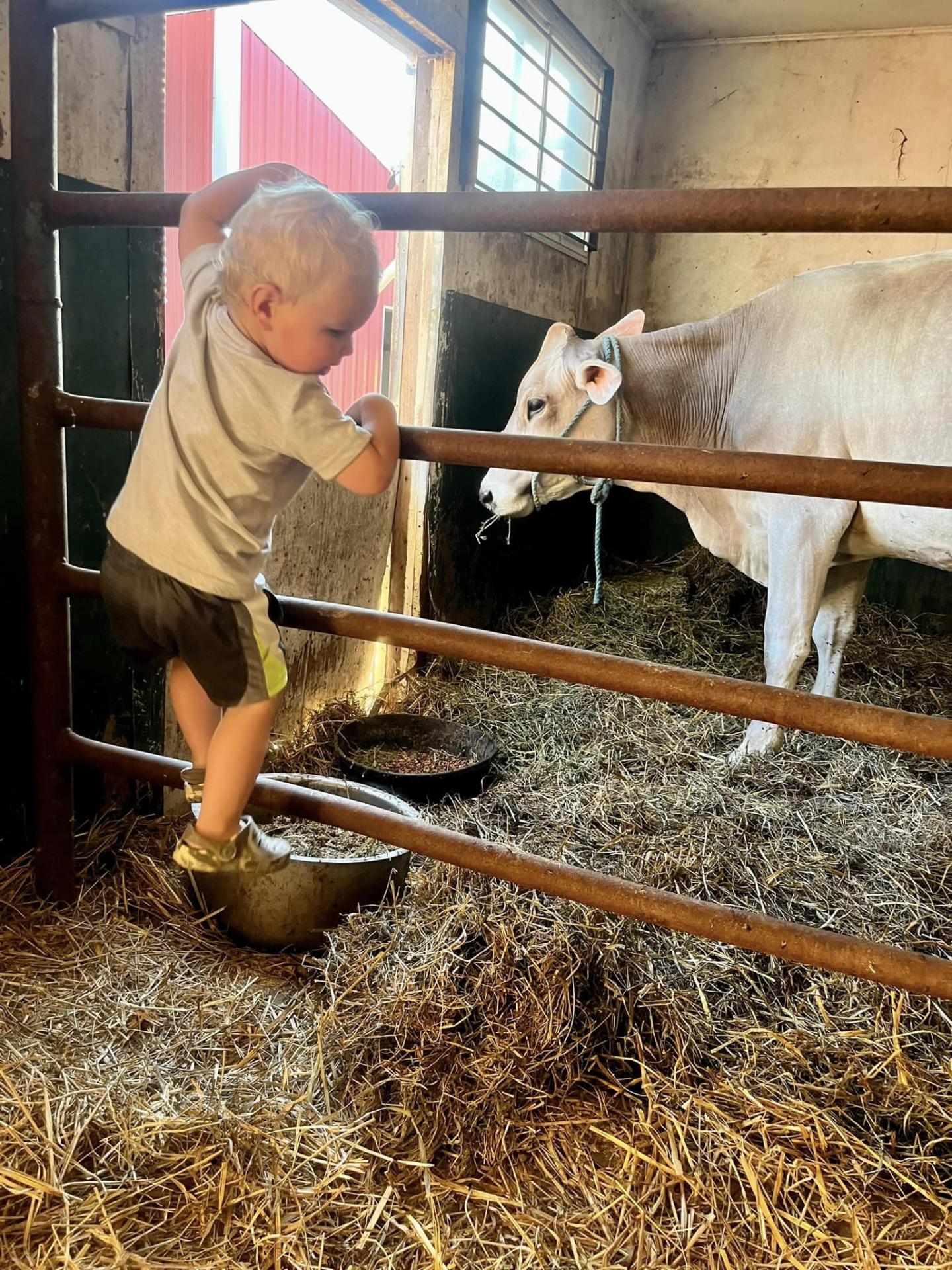 Child and cow