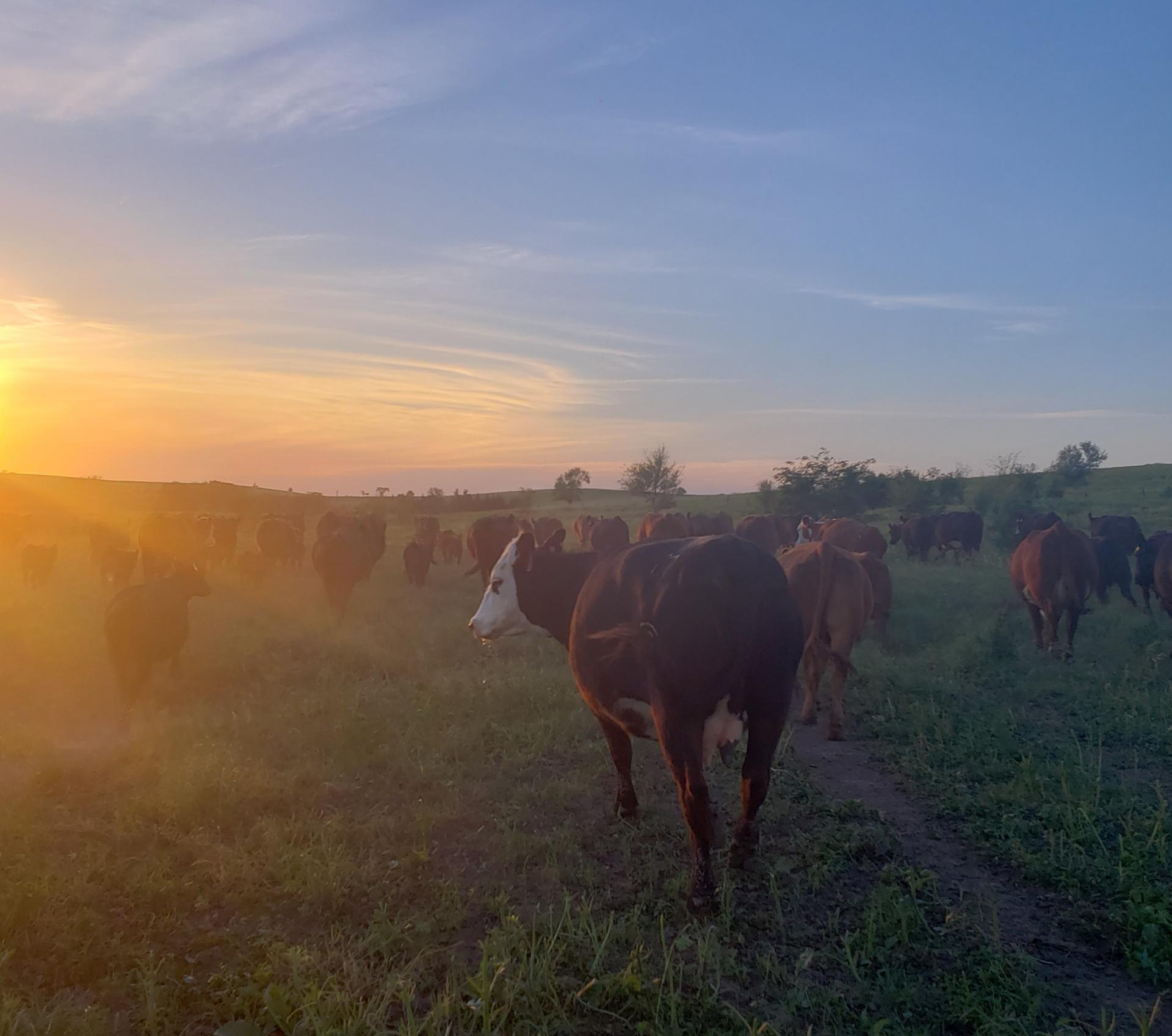 Setting D Ranch LLC  Photo