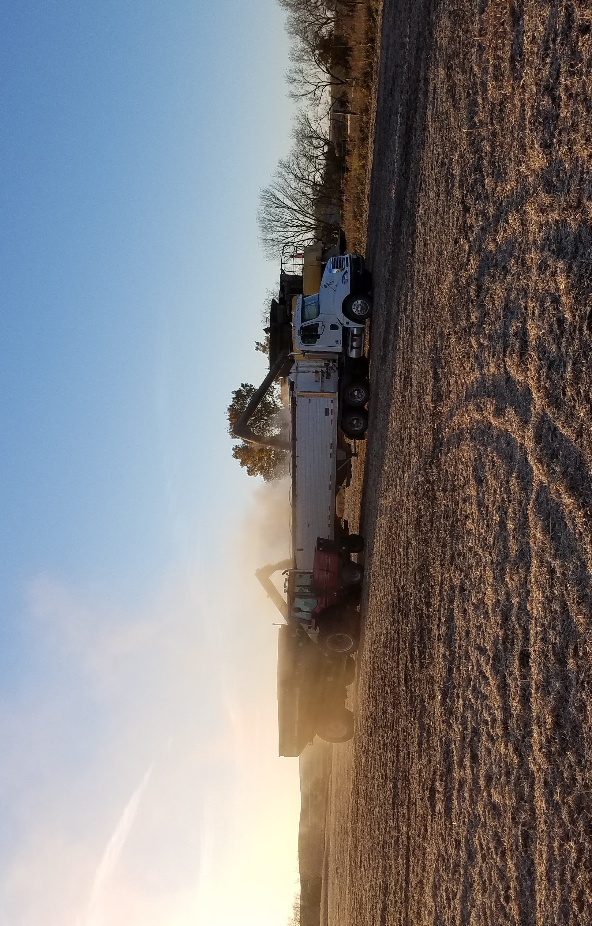 Bean Field in Knox County