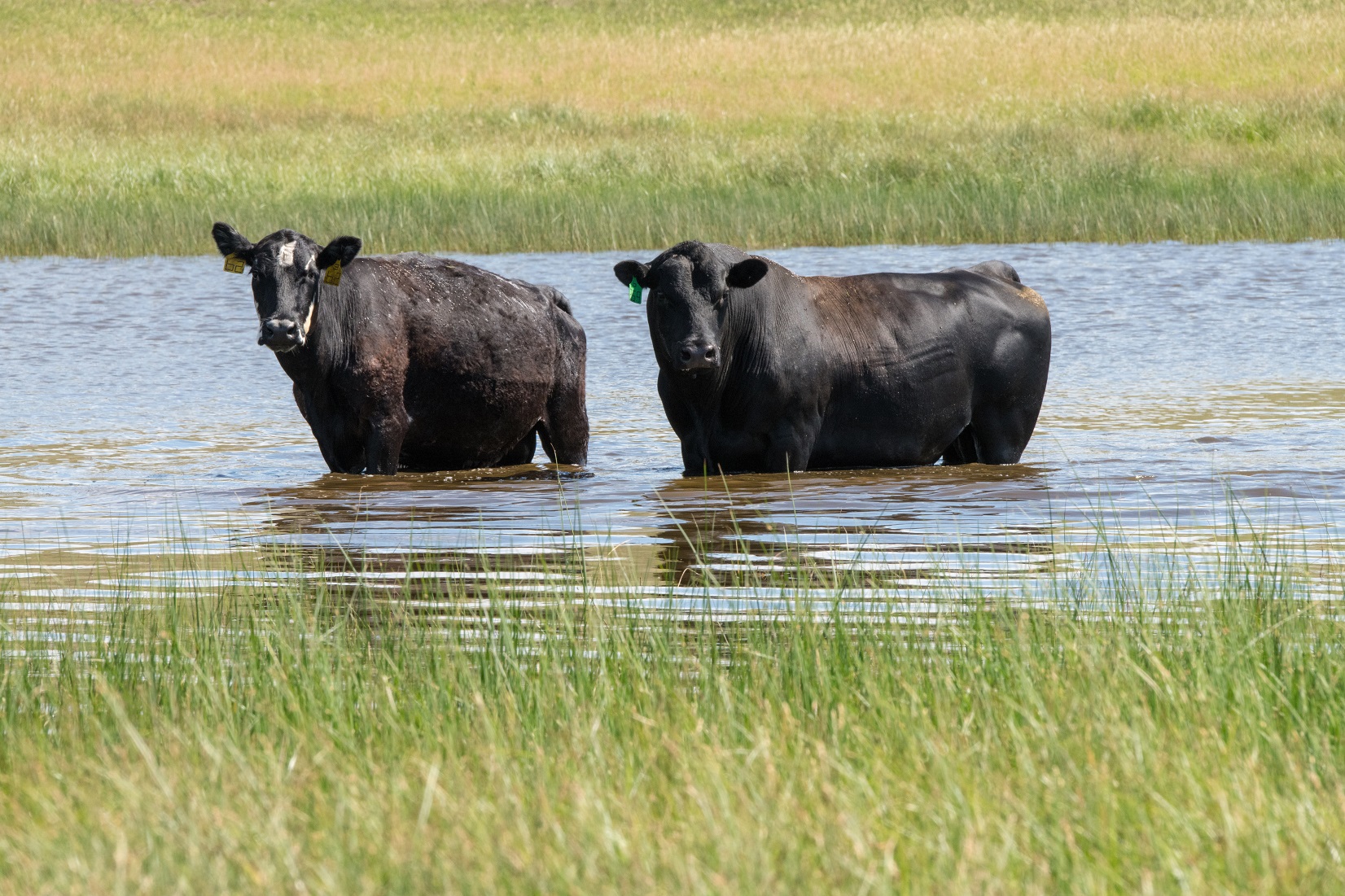 cow and bull in water