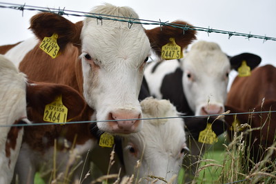 red cows w/white faces looking through barbwire fence