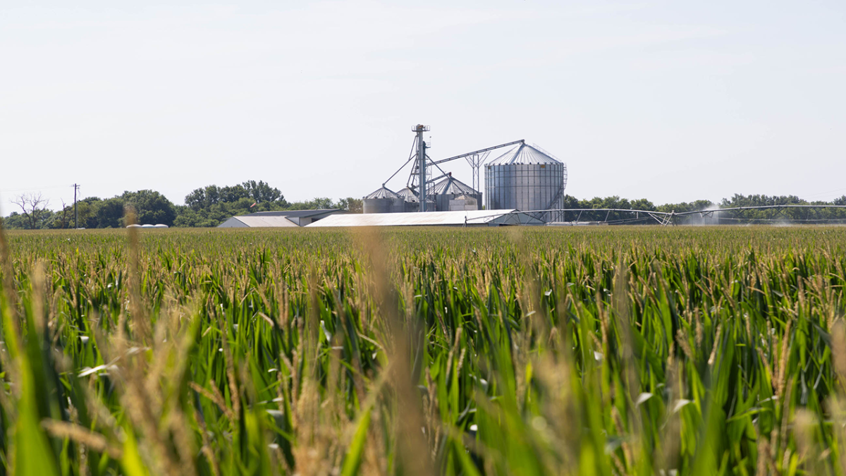 Grain site