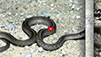 video clip image