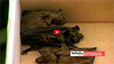 video clip image