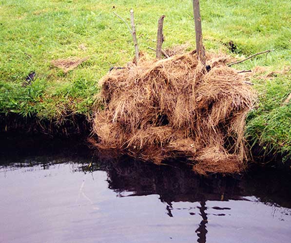 A beaver dam