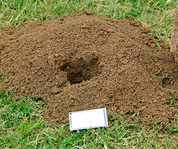 A pocket gopher mound