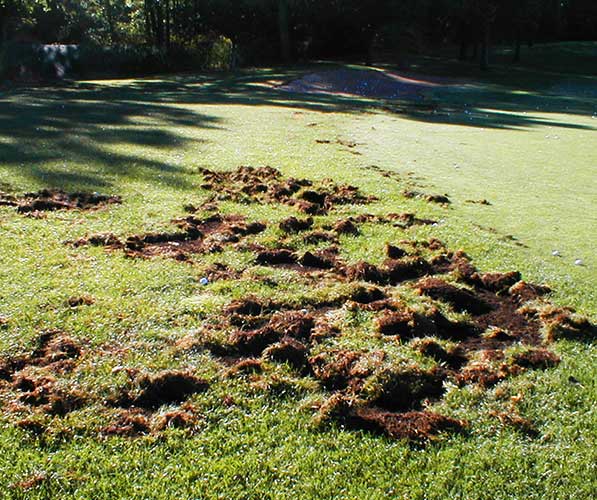 Rolled up and shredded sod from raccoon damage