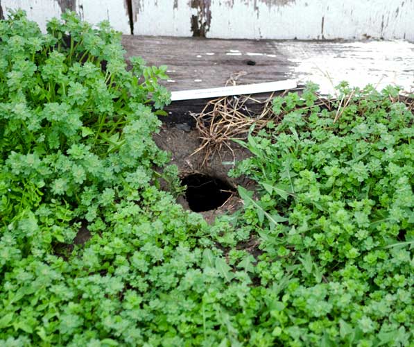 A rat hole near a fence