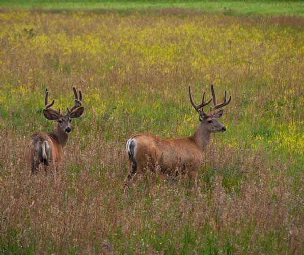 Two mule bucks in a field