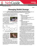 pdf-image