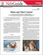 pdf-image