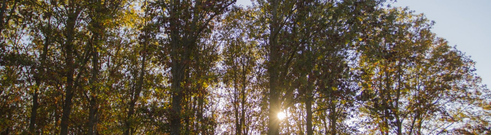 Sun setting through trees.