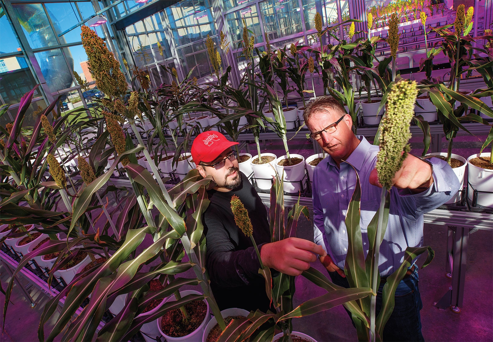 Examining a head of grain sorghum in the Nebraska Innovation Campus Greenhouse.