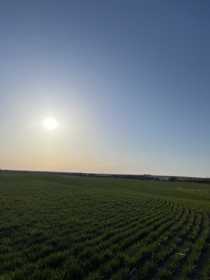 Kansas Winter Wheat