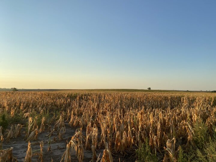 Stressed corn south of McCook, Nebraska