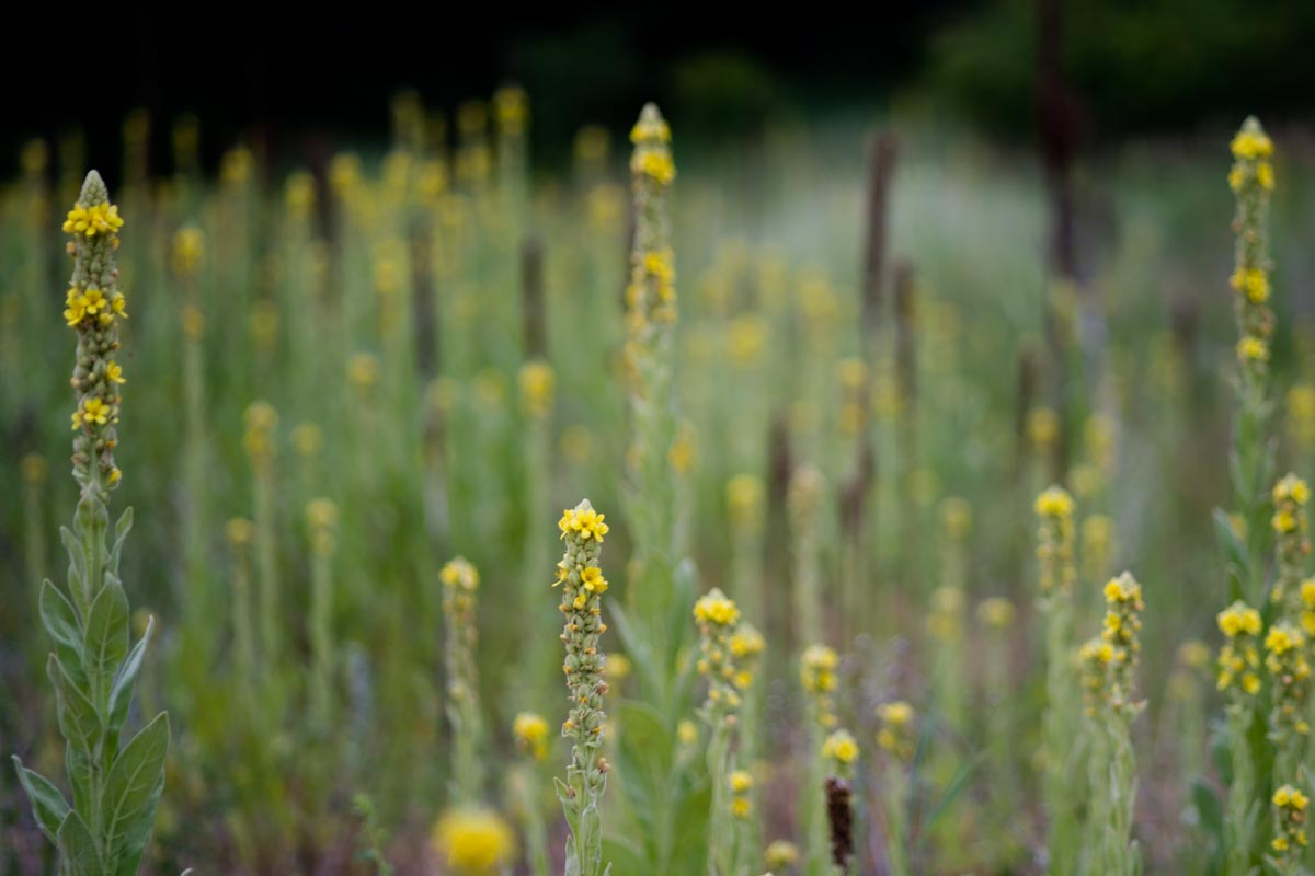 Common Mullein (Verbascum thapsus) at Ash Hollow State Historical Park near Lewellen.