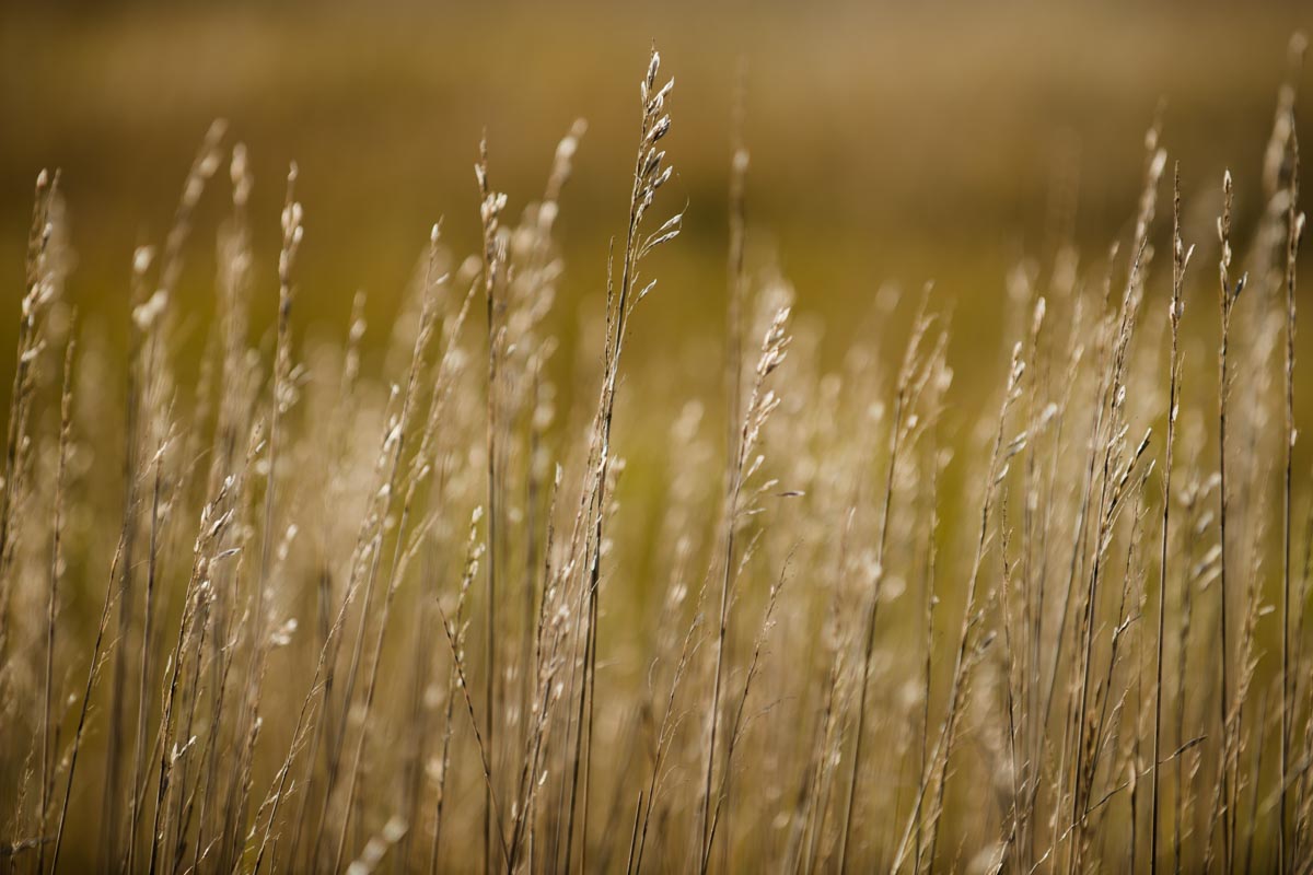 Smooth brome (bromus inermis) stands at Fort Robinson State Park.