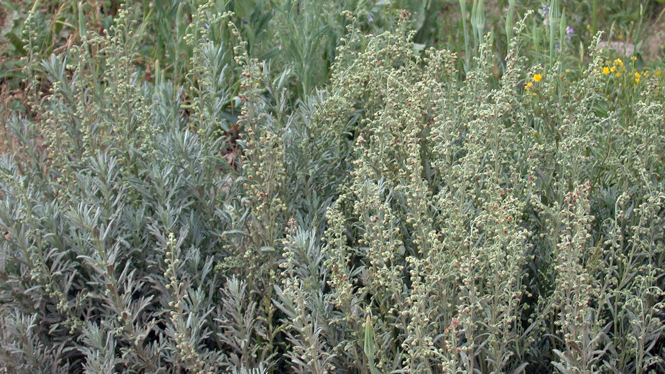 Absinth wormwood