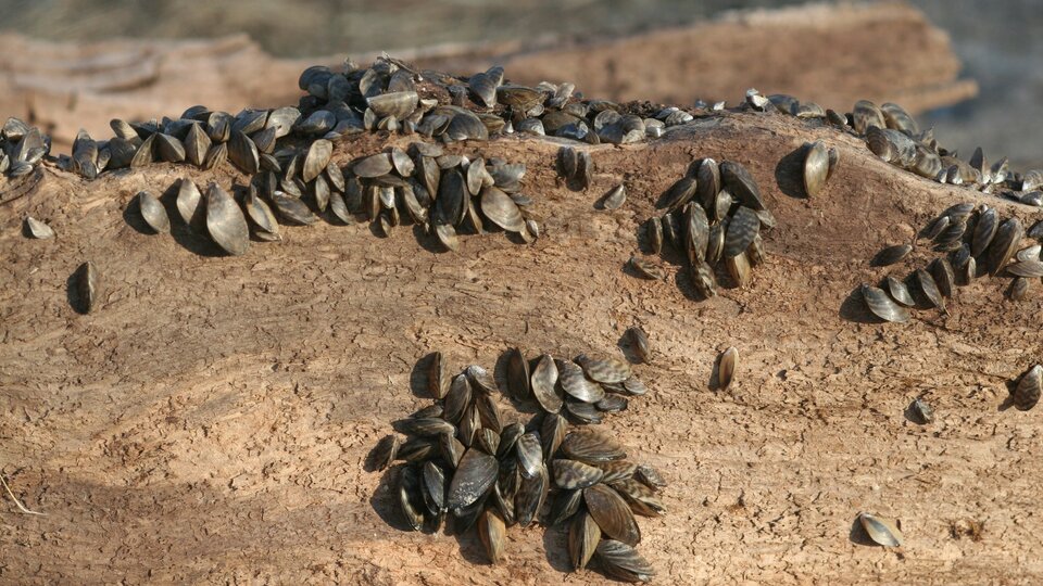 A closeup of clusters of zebra mussels attached to attached to submerged wood in Erie Canal, New York
