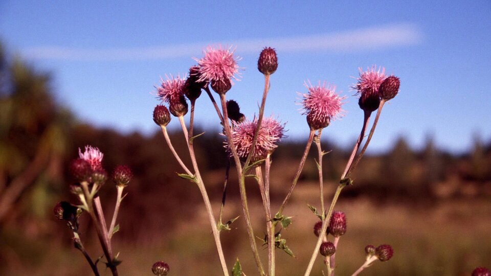 A closeup of a cluster of bright purple Canada thistle flowerheads