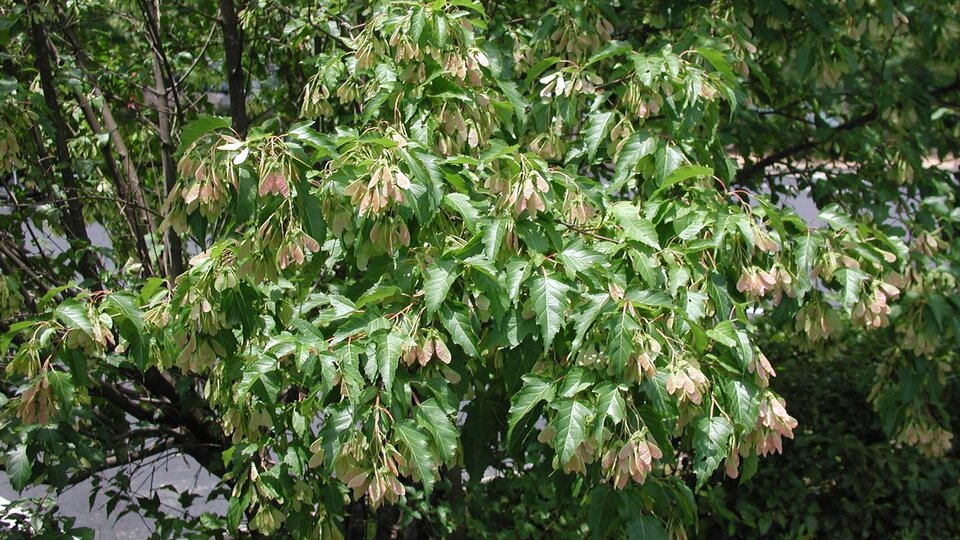 Amur Maple (Acer ginnala)
