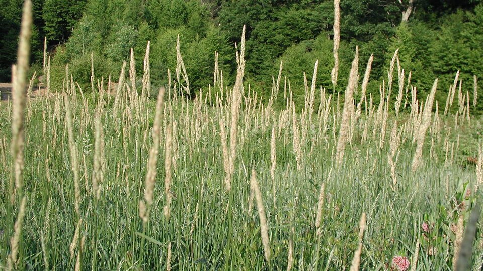 A field of reed canary grass. The slender, fuzzy white seedhead is visible at the top of the plant.