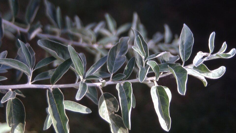 A closeup of an autumn olive branch with its whitish bark and gray-green leaves visible