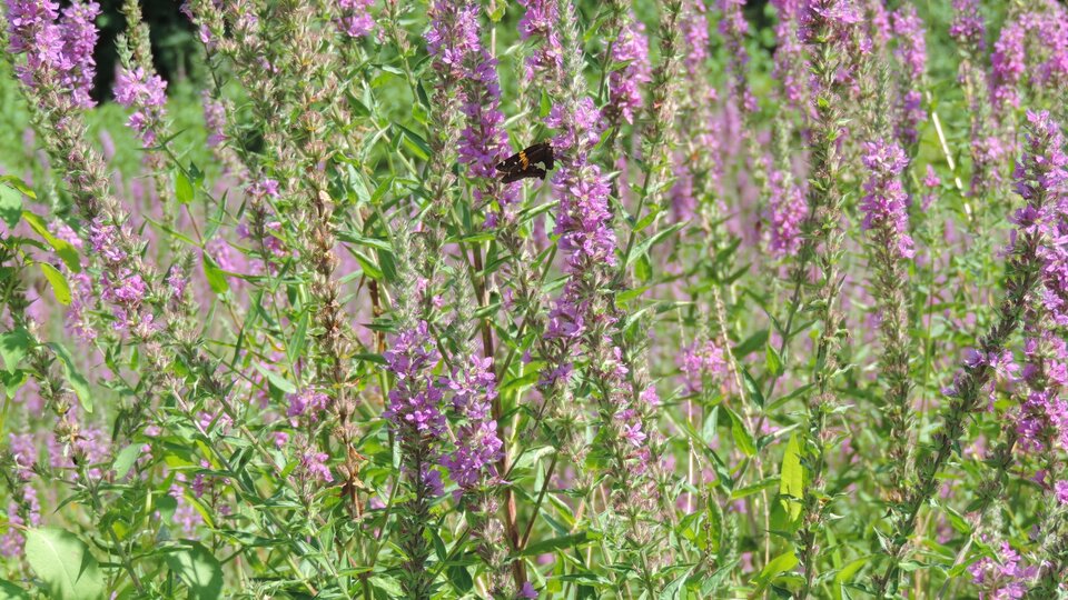 A field of purple loosestrife with its bright purple flowers in bloom. A bumblebee is seen on one of the plants.