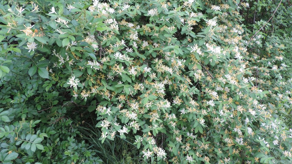 A dense bush of amur honeysuckle with its white flowers