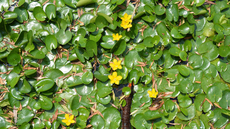 An infestation of yellow floating heart.