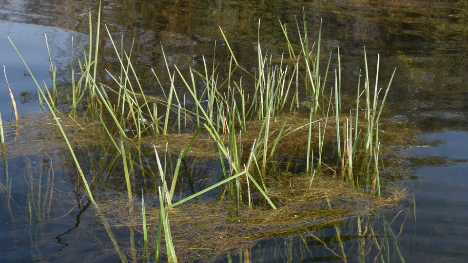 A field of flowering rush emerging from a body of water.